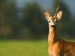 Letn veery wildlife fotografa