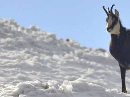 Pn ttov a hrebeov / fotografujeme kamzky