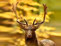 Jeseň teleobjektívom Jeseň teleobjektívom