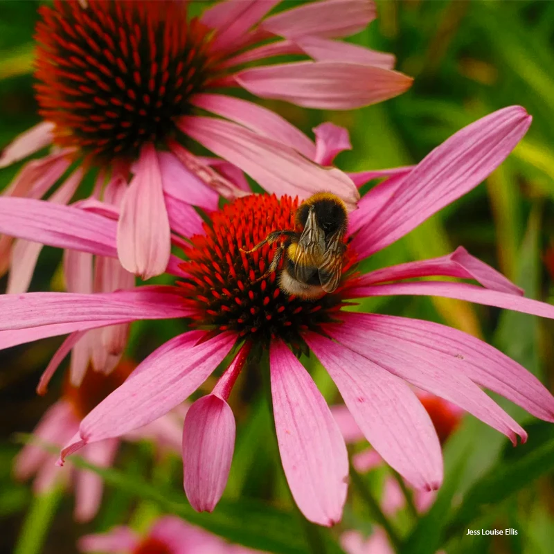 Fujifilm XC 13-33mm f/3.5-6.3 OIS