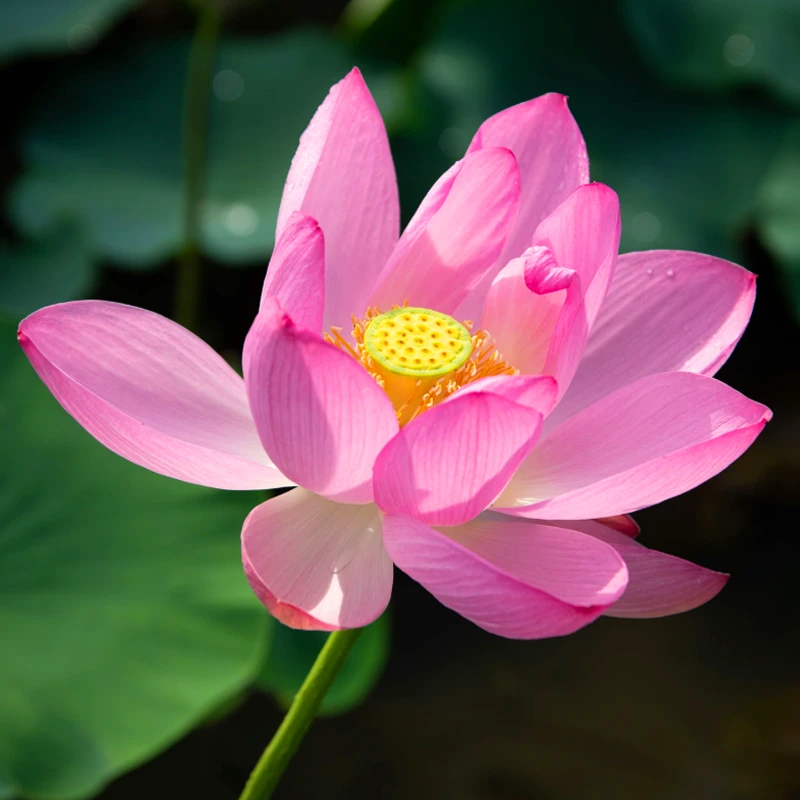 Hoya HD nano Mk II CIR-PL polarizan filter 