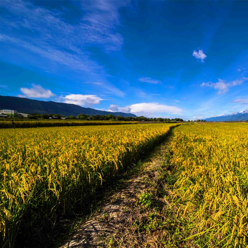  LAOWA 12mm f/2.8 ZERO-D