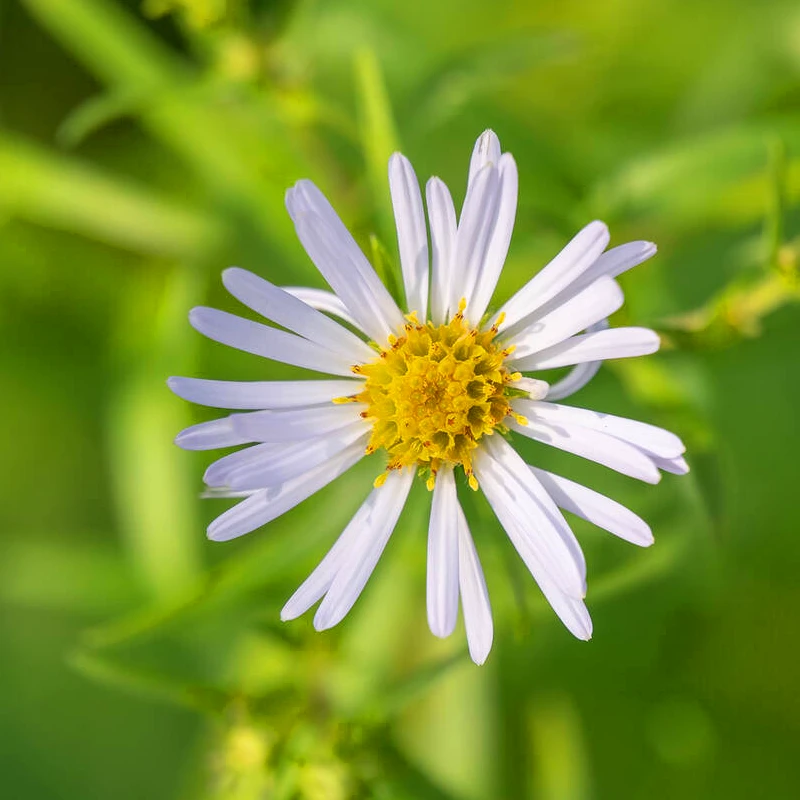 Laowa 180mm f/4.5 1.5x Ultra-Macro APO