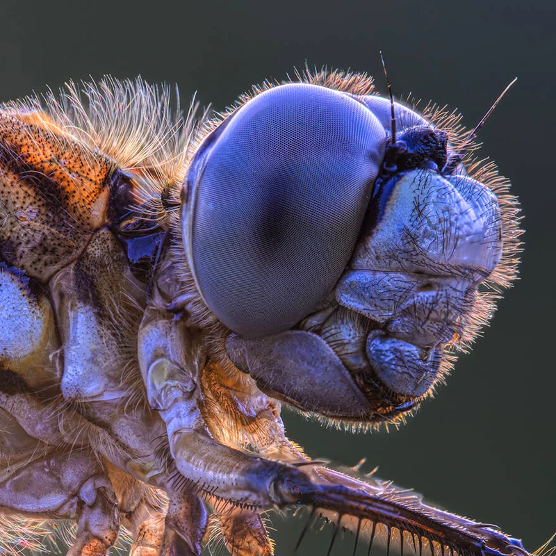 Laowa 180mm f/4.5 1.5x Ultra-Macro APO