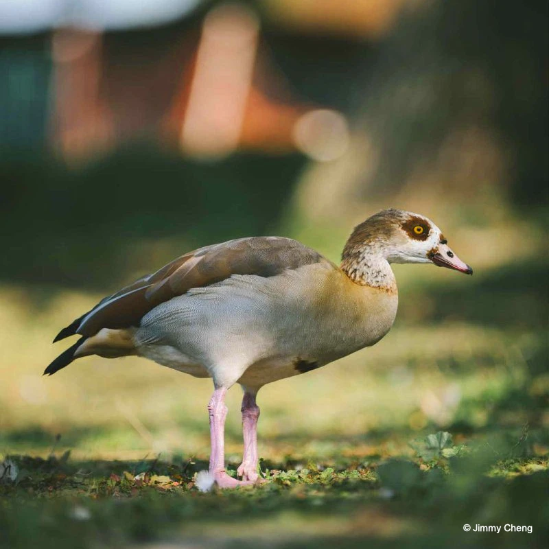 Laowa 200mm f/2.0 AF