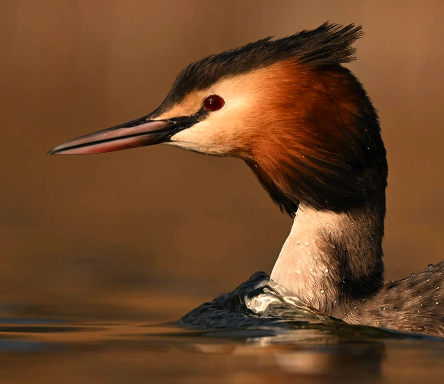 Nikon Z 180-600mm f/5.6-6.3 VR