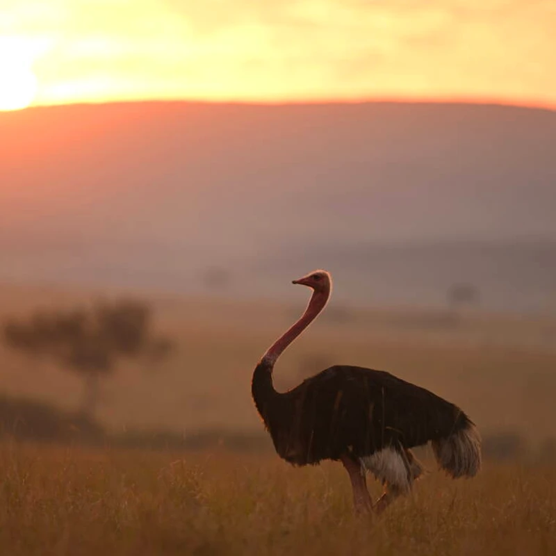 NIKKOR Z 400mm f/2.8 TC VR S