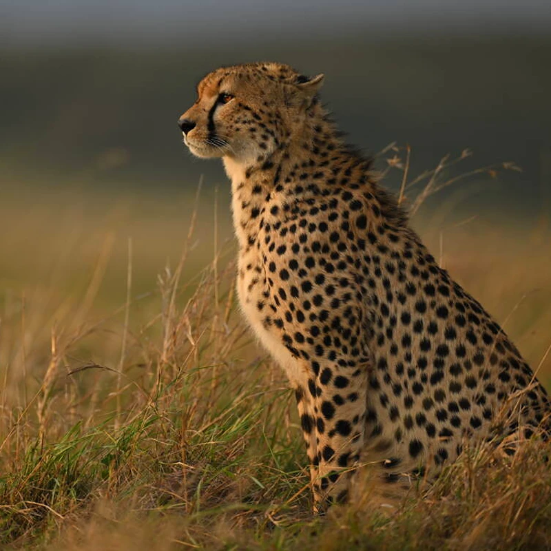 NIKKOR Z 400mm f/2.8 TC VR S