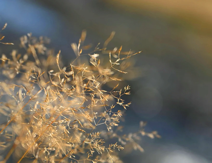Nikon Z 70-180mm f/2.8