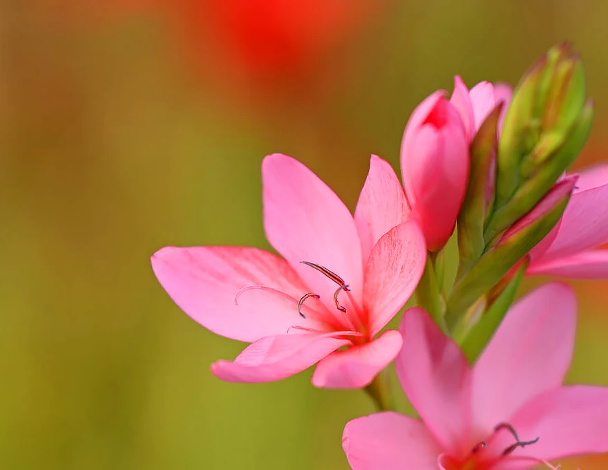 Nikon Z 70-180mm f/2.8