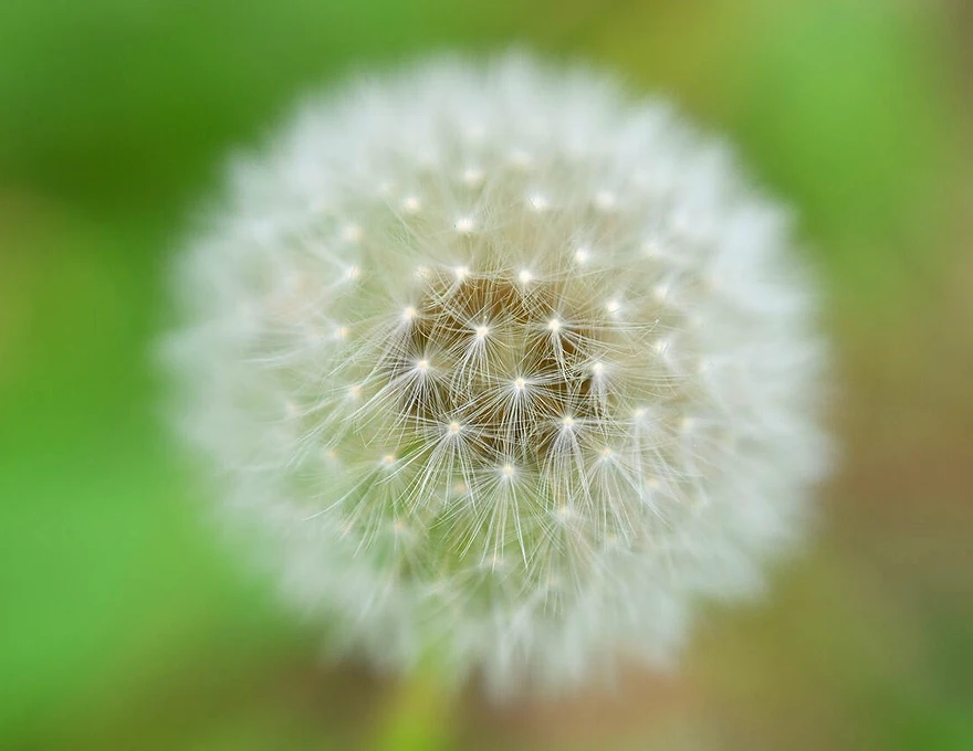 Nikon Z 70-180mm f/2.8
