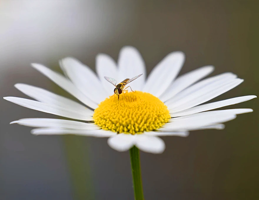 Nikon Z 70-180mm f/2.8