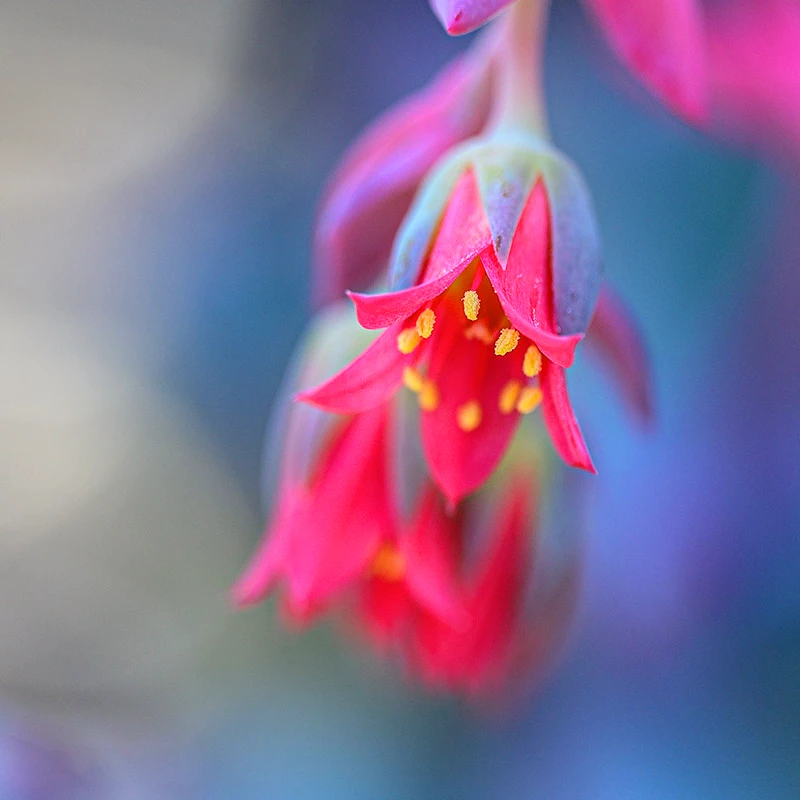 nikon z 105mm f2,8