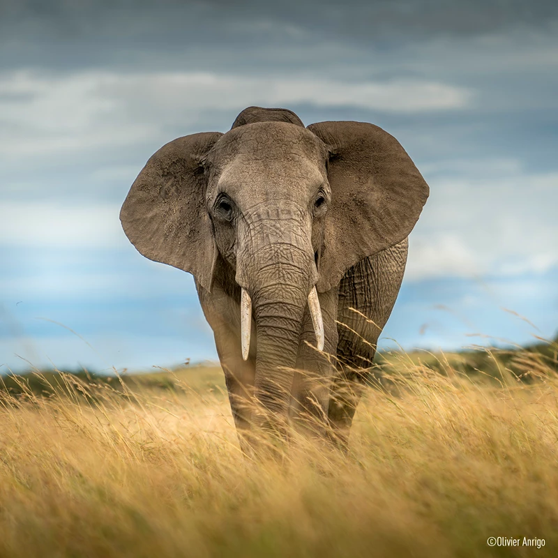 panasonic 70-200 f2,8