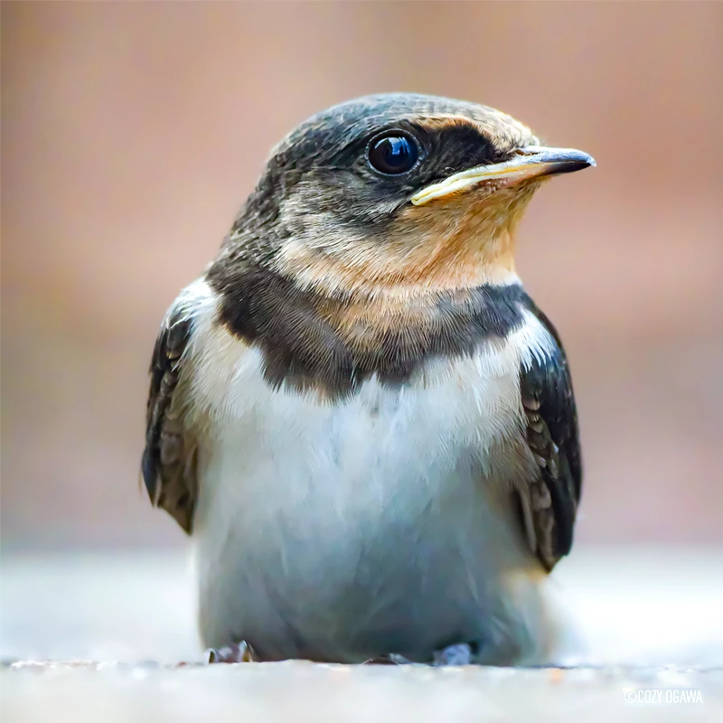 Panasonic Lumix DC-G9II