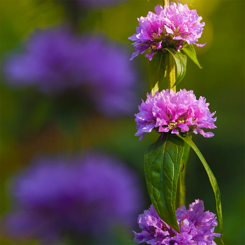 SIGMA 20-200mm F3.5-6.3