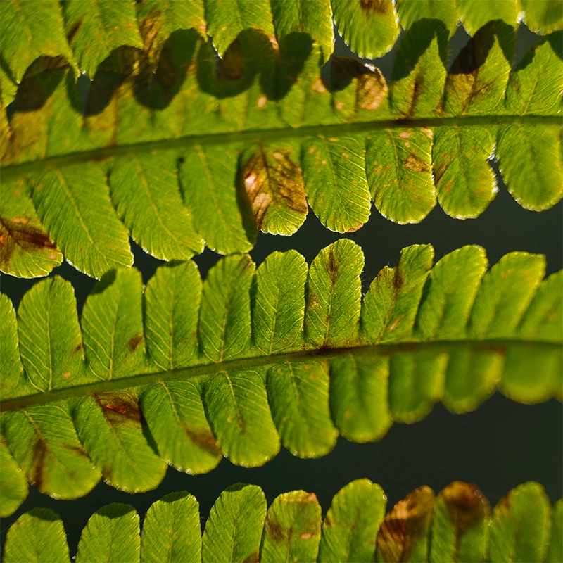 SIGMA 20-200mm F3.5-6.3