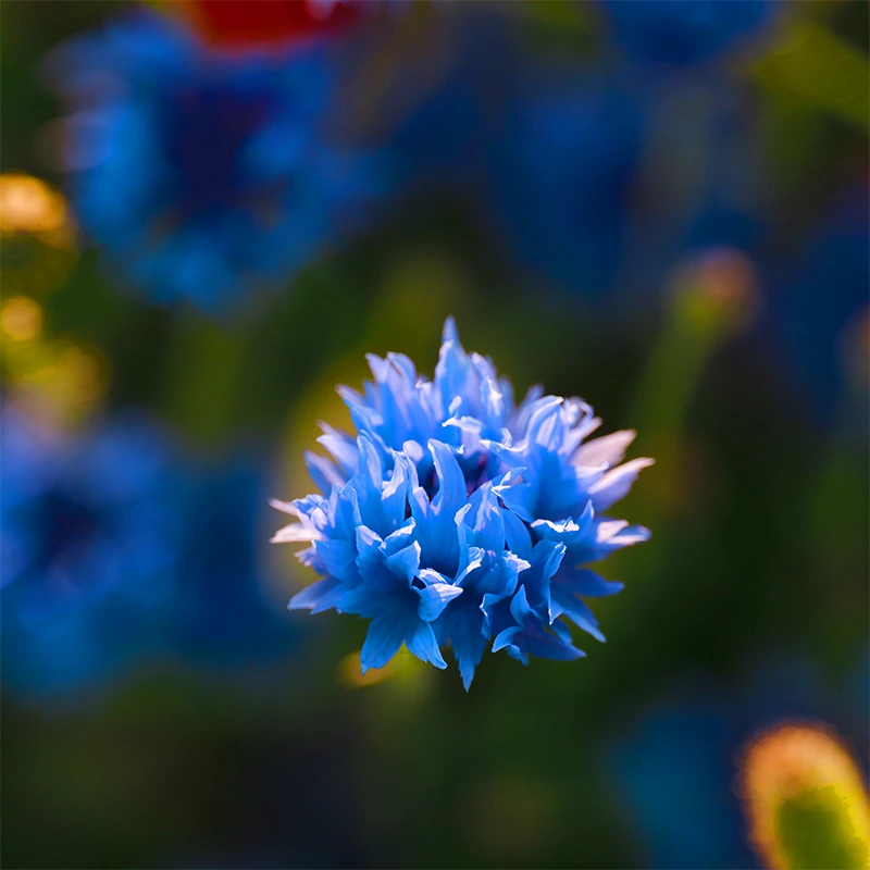 SIGMA 20-200mm F3.5-6.3