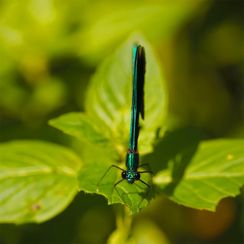 SIGMA 20-200mm F3.5-6.3