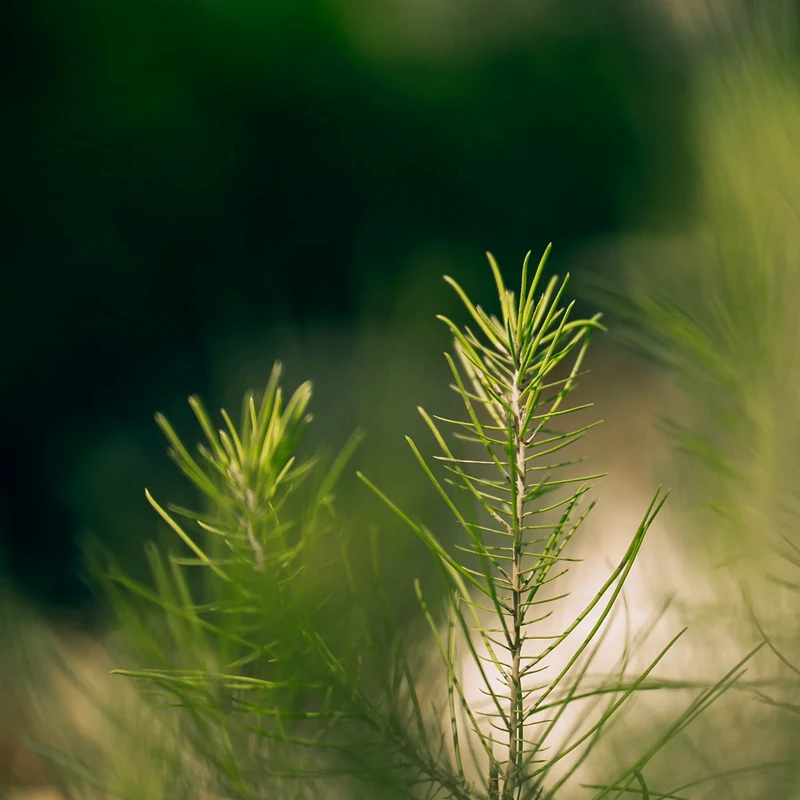 Viltrox AF 50mm f/1.4 Pro