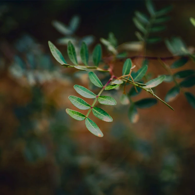 Viltrox AF 50mm f/1.4 Pro