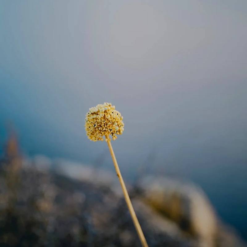 Viltrox AF 50mm f/1.4 Pro