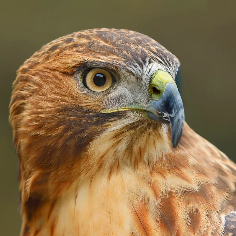 Canon EOS R6 Mark III