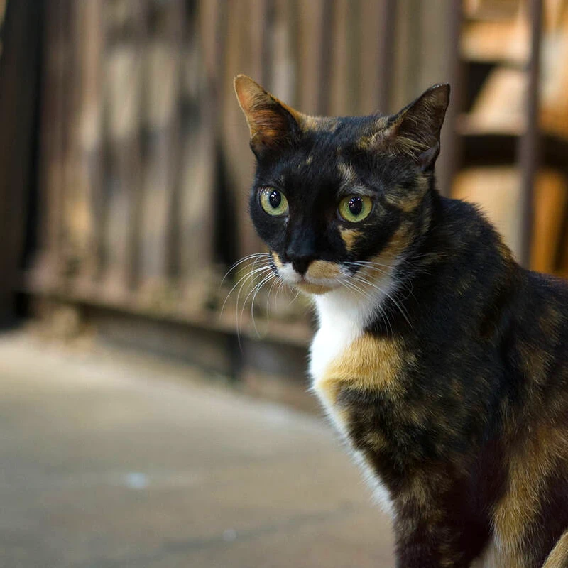 7Artisans 35mm f/2 Mark II Leica M