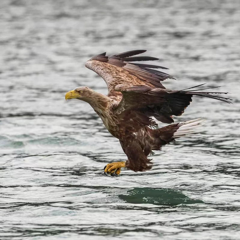 Canon RF 100-500mm f/4.5-7.1 L IS USM