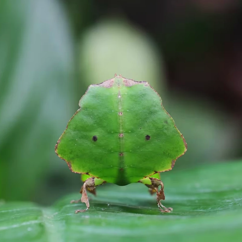 Canon RF 100mm f/2.8 L MACRO IS USM