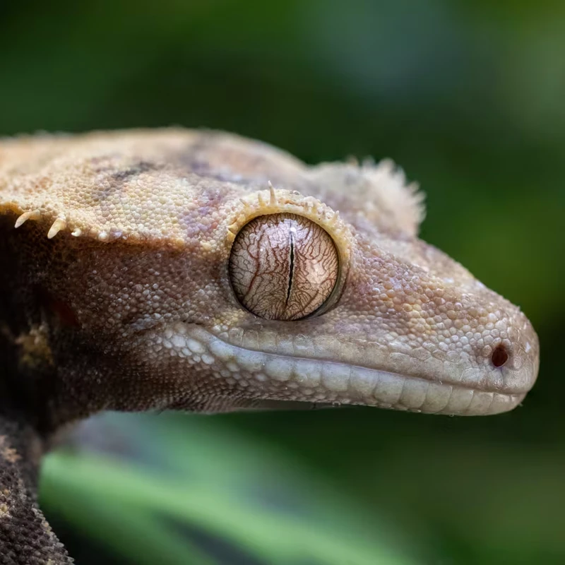 Canon RF 100mm f/2.8 L MACRO IS USM