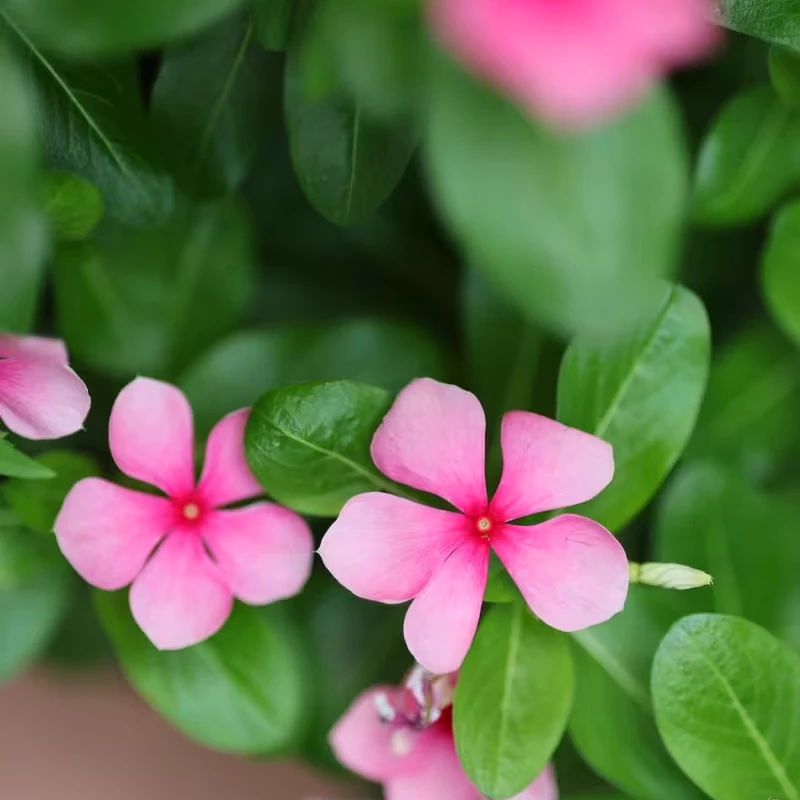 Canon RF 135mm F1.8 L IS USM