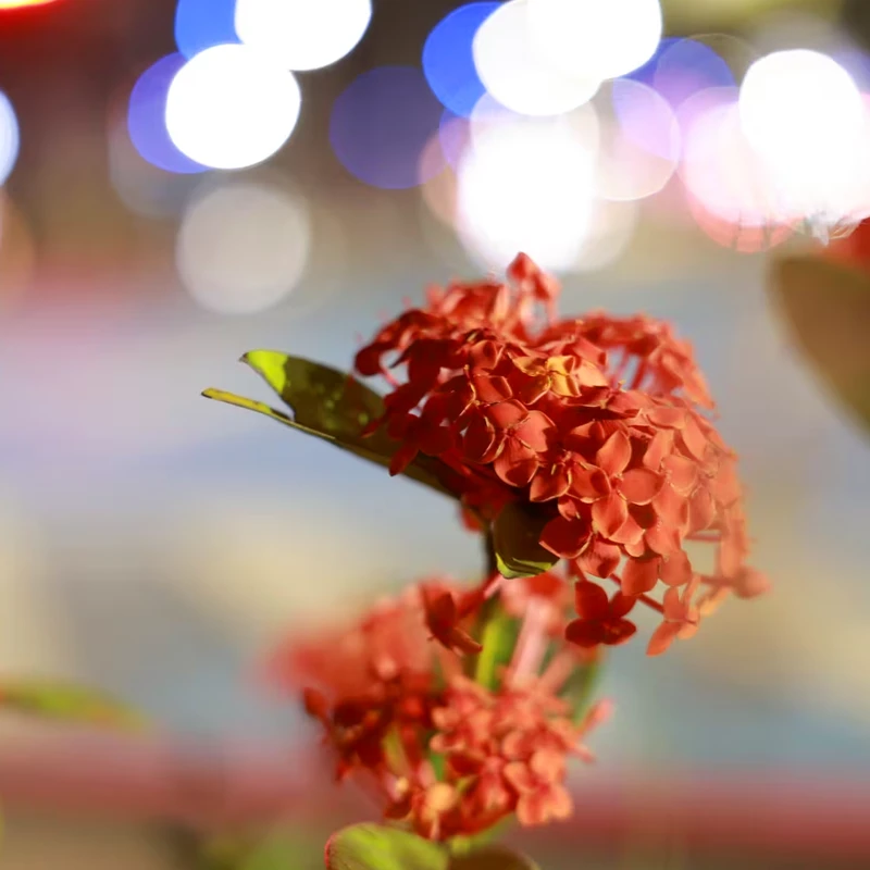 Canon RF 28-70mm f/2.8 IS STM