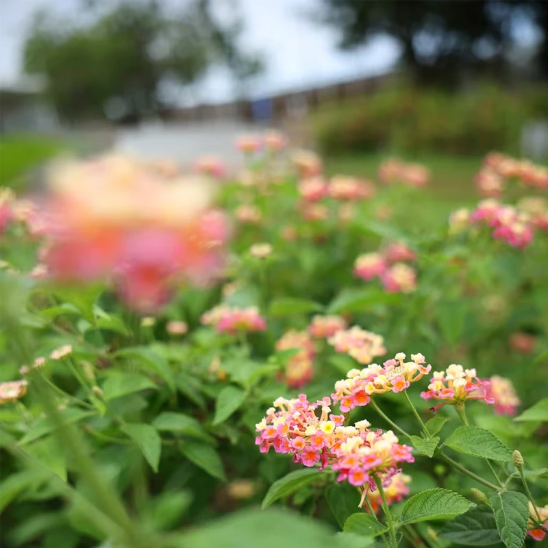 Canon RF 28-70mm f/2.8 IS STM