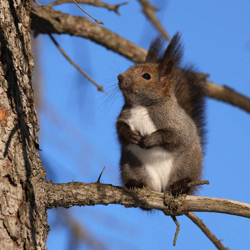 Canon RF 400mm f/2.8 L IS USM