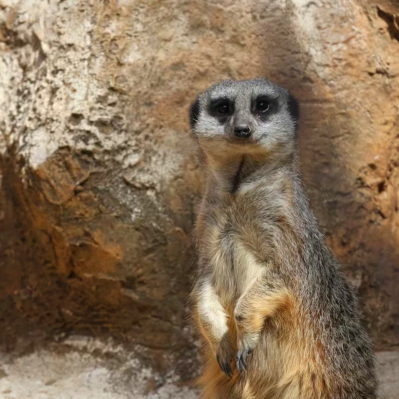 Canon RF 600mm f/11 IS STM