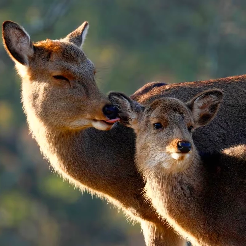 Canon RF 600mm f/11 IS STM