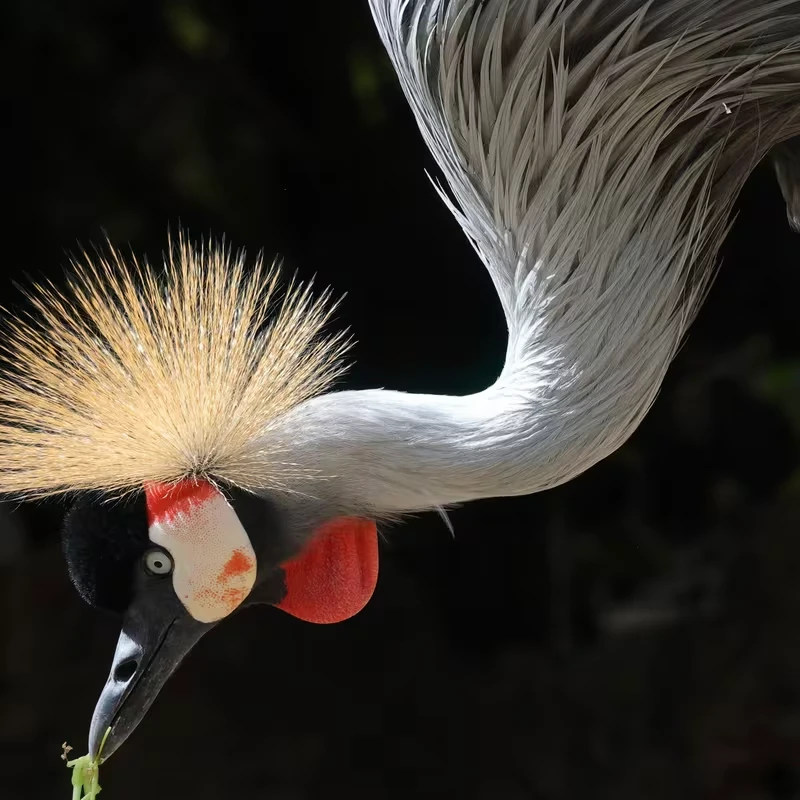 Canon RF 600mm f/11 IS STM