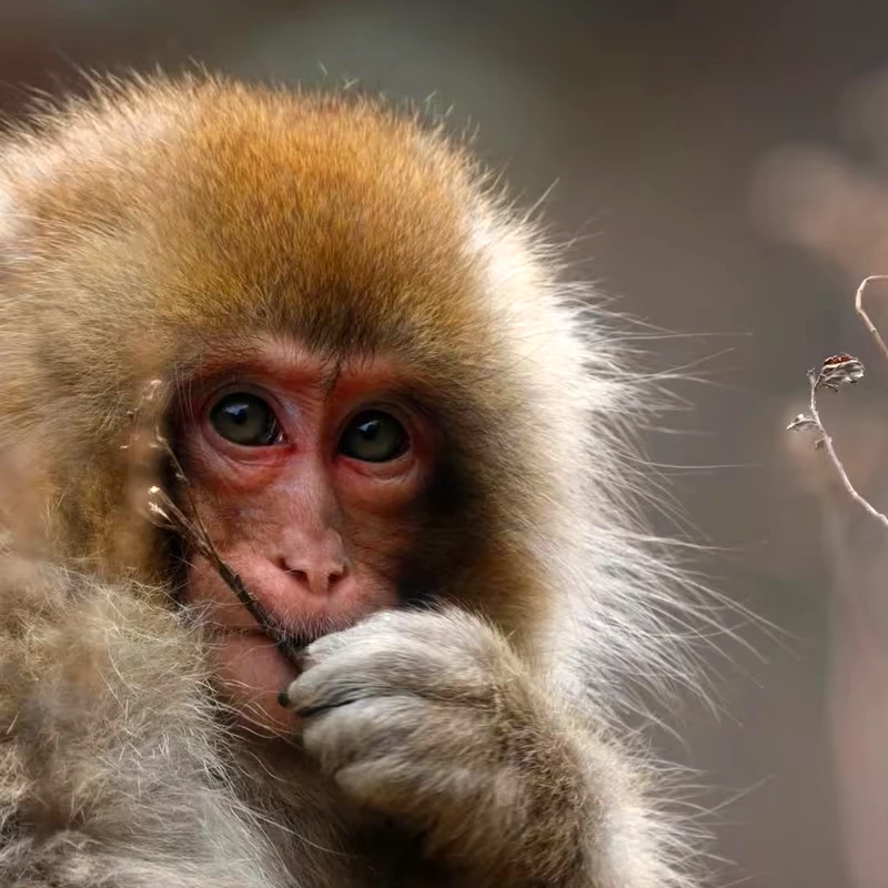 Canon RF 800mm f11 IS STM