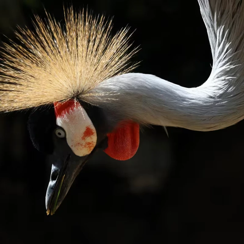 Canon RF 800mm f11 IS STM