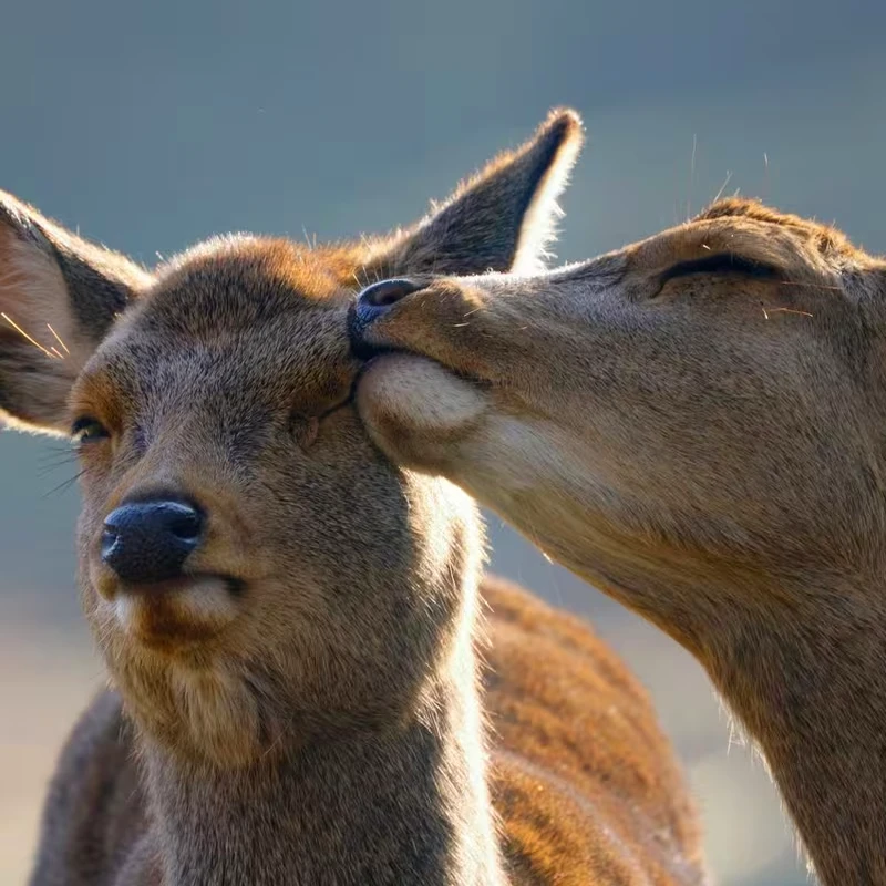 Canon RF 800mm f11 IS STM