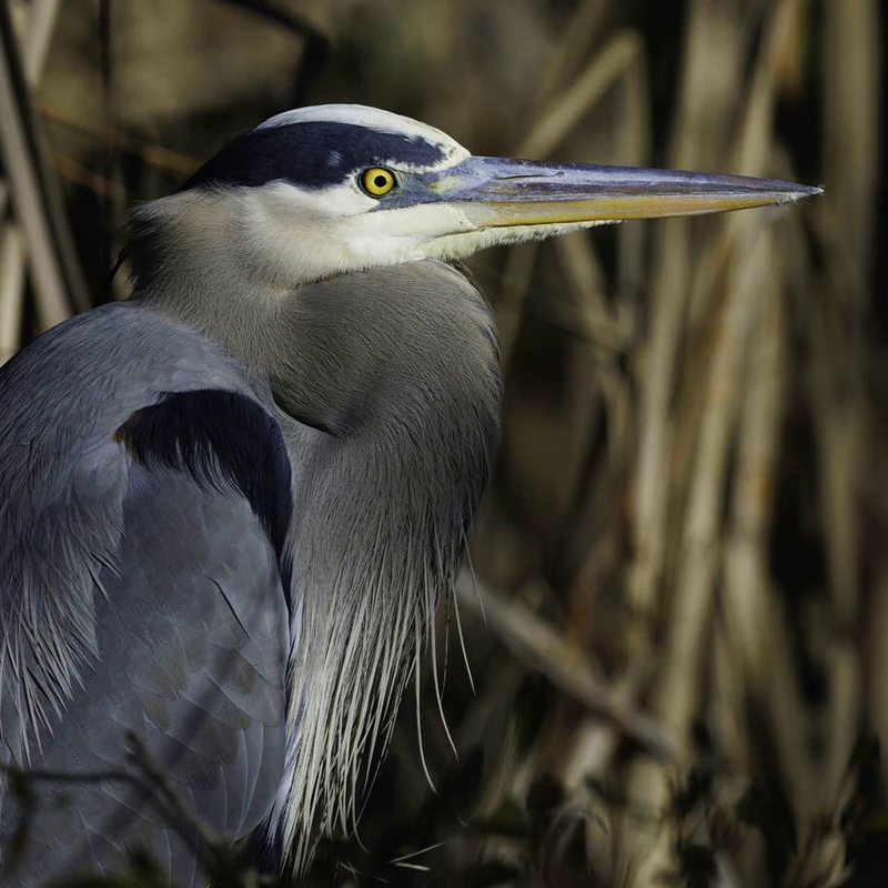 Canon RF 800mm f/5.6 L IS USM