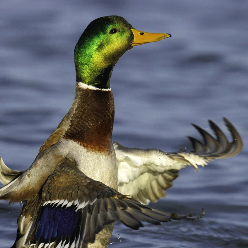 Canon RF 800mm f/5.6 L IS USM