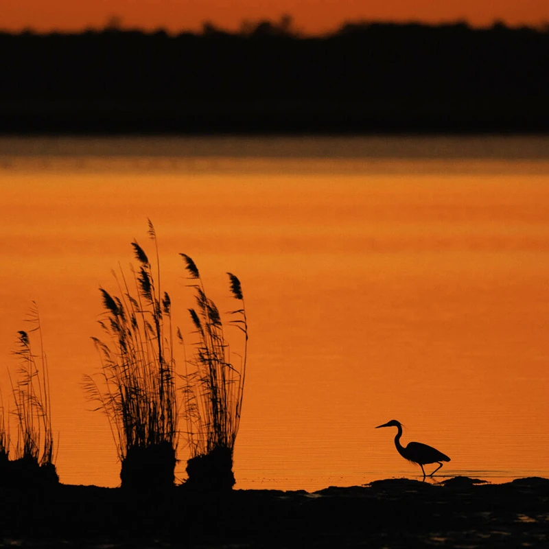 Canon RF 800mm f/5.6 L IS USM