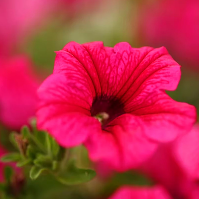 Canon RF 85mm f2 MACRO IS STM