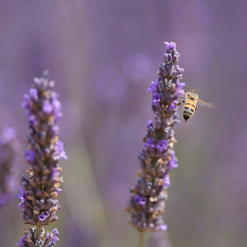 Canon RF 70-200mm f/2.8 L IS USM Z