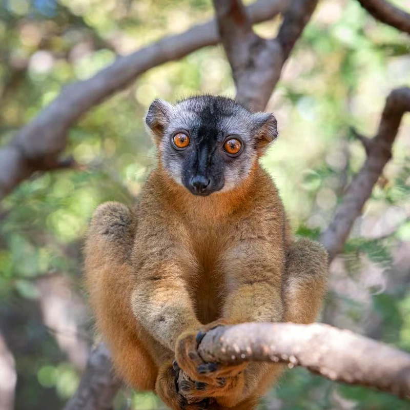 Canon RF 24-70mm f/2,8 L IS USM