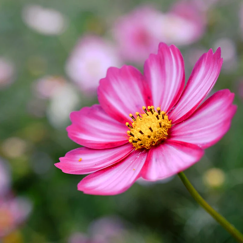 Nikon NIKKOR Z 24-105mm f/4-7.1