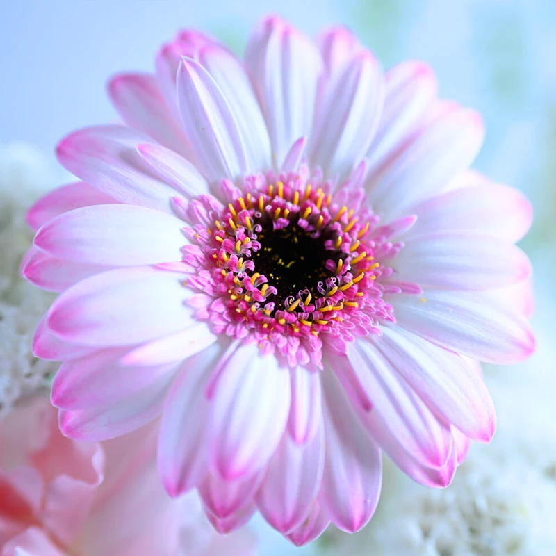 Nikon Z 70-200mm f/2.8 VR S II