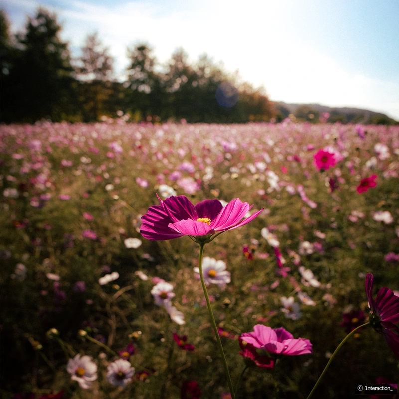 Samyang AF 12mm f/2.0 Canon RF-S